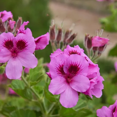 Deluxe Bedroom In Farmhouse, Swimming Pool, By Timecooler 3*